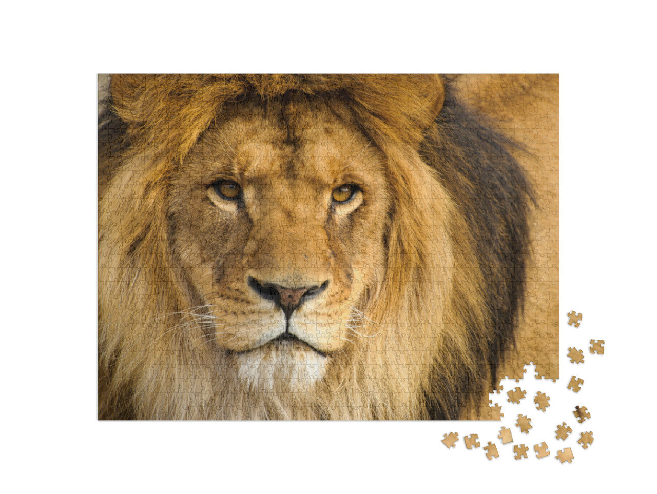 Beautiful Mighty Lion