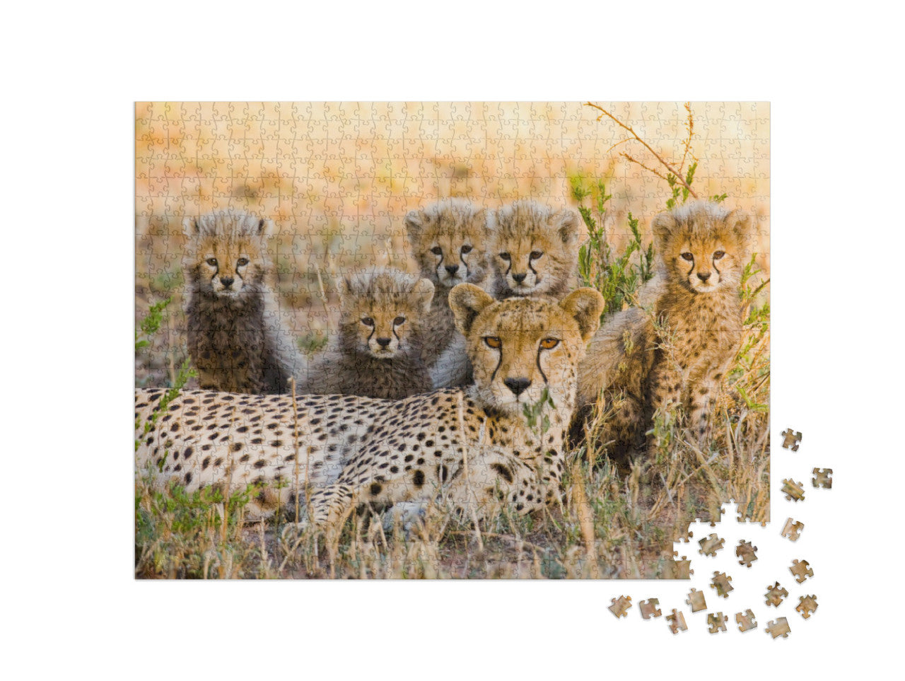 Gepardenmutter und ihre Jungen in der Savanne. Kenia