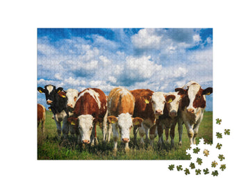 Cows on a Green Summer Meadow