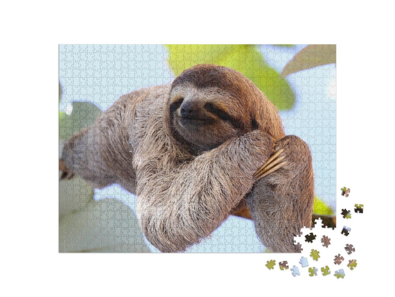 Happy Sloth Hanging on the Tree