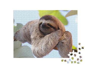 Happy Sloth Hanging on the Tree