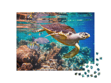 Karettschildkröte - Eretmochelys Imbricata schwimmt unter Wasser