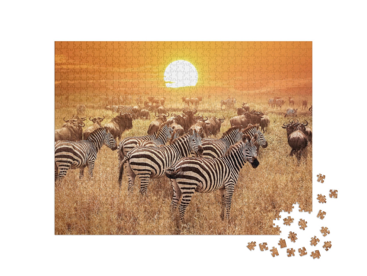 Zebra bei Sonnenuntergang im Serengeti-Nationalpark.