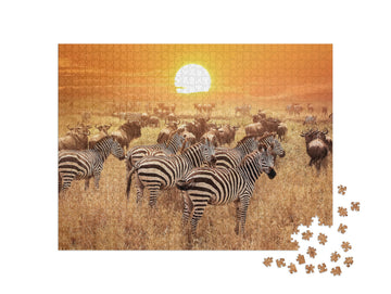 Zebra bei Sonnenuntergang im Serengeti-Nationalpark.